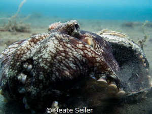 Coconut octopus by Beate Seiler 